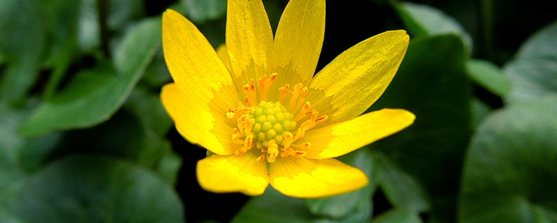 лютик луговой жёлтый