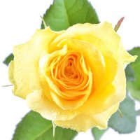 17 причин подарить желтые цветы (Часть 2)