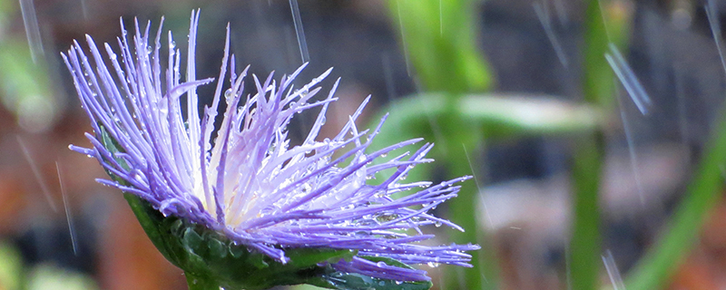 астра фиолетовая под дождём