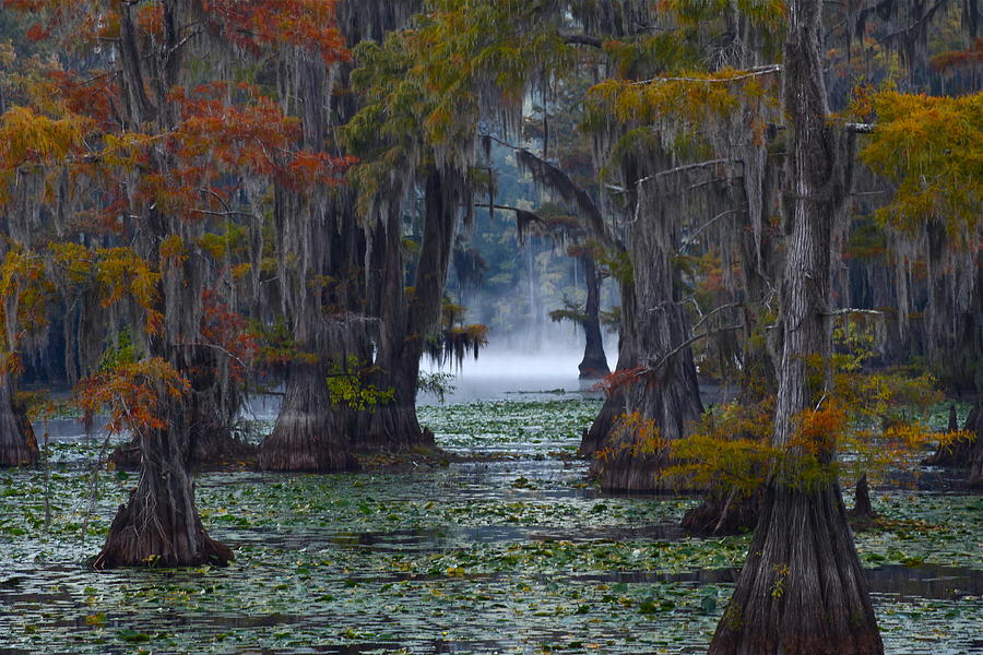 Caddo lake Caddo lake