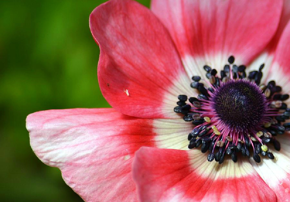 Autumn anemones Autumn anemones