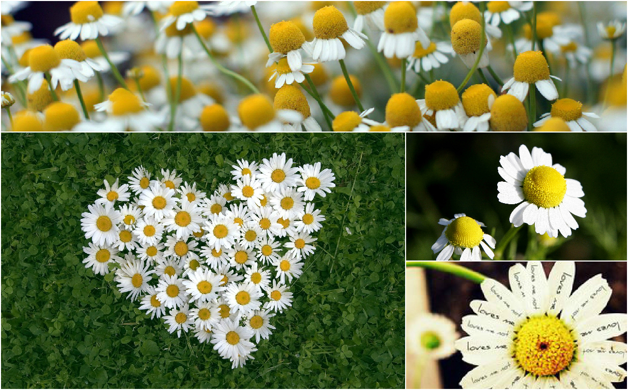 Divination by flowers Divination by flowers
