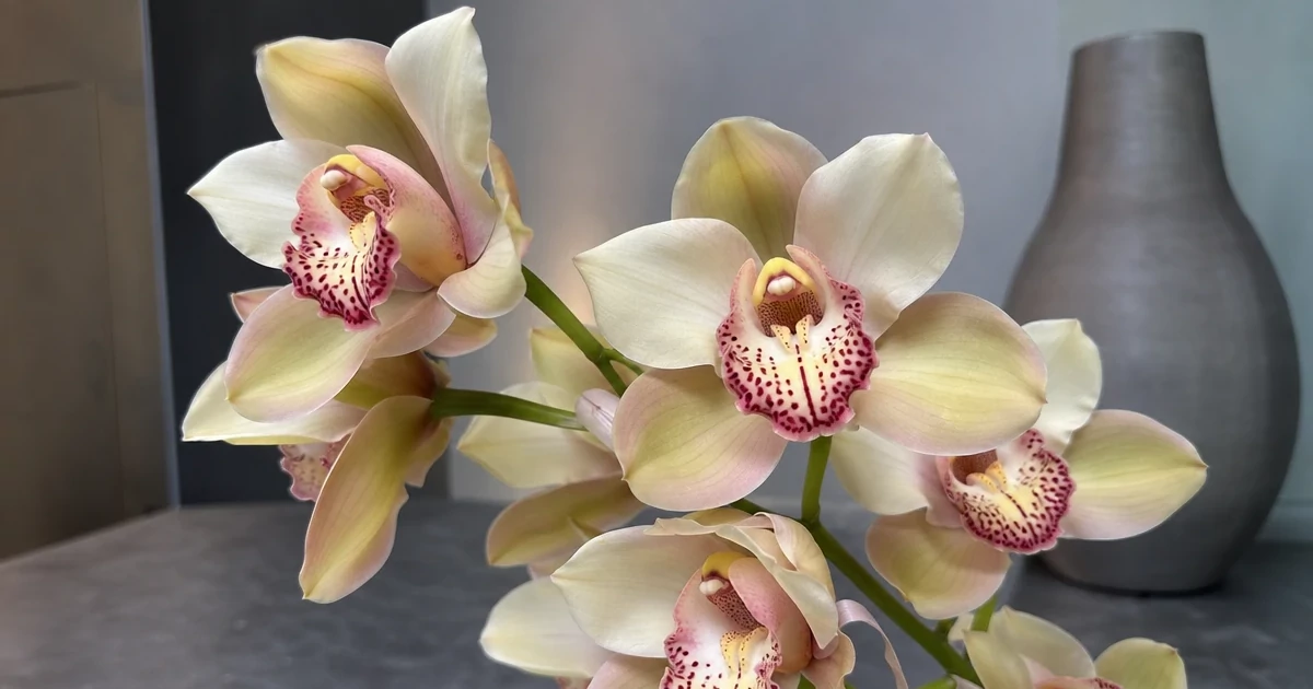 Close-up of a blooming cymbidium orchid spike with large waxy flowers in various shades in a modern interior