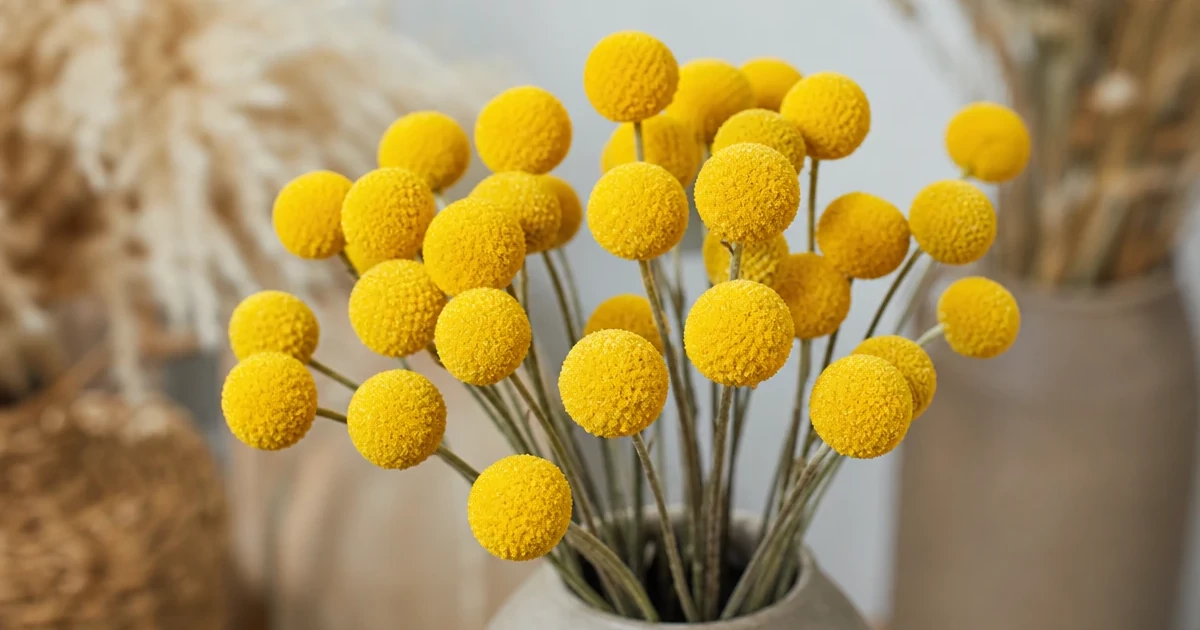 Craspedia (Billy Buttons): Yellow Balls for Bouquets