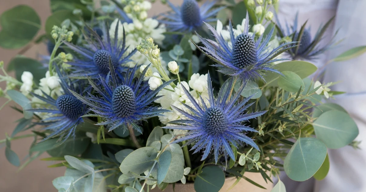 Eryngium (Sea Holly): The Steel-Blue Accent for Bouquets