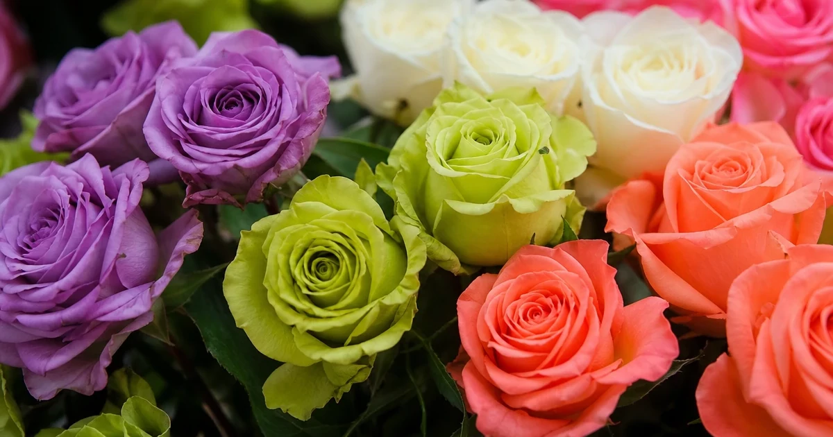 Unusual Rose Colours: Lavender, Green, Coral and More