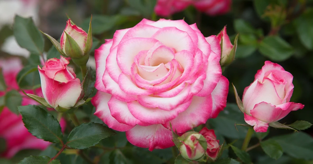 Jumilia Rose: White with a Pink Edge