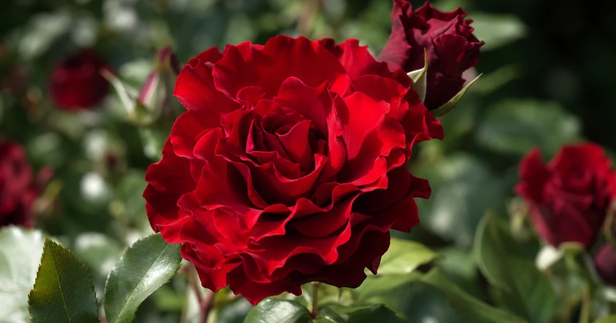 El Toro Rose: Red with Ruffled Petals