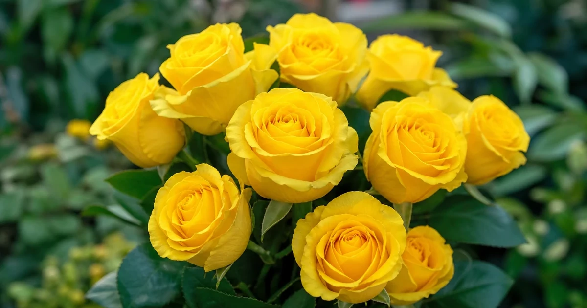 Kerio Rose: The Bright Yellow Rose for Bouquets