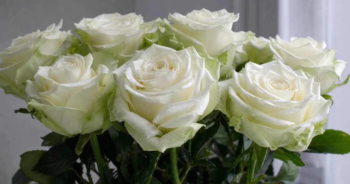 Close-up of Mondial roses with creamy white petals and a greenish tint in a bouquet.