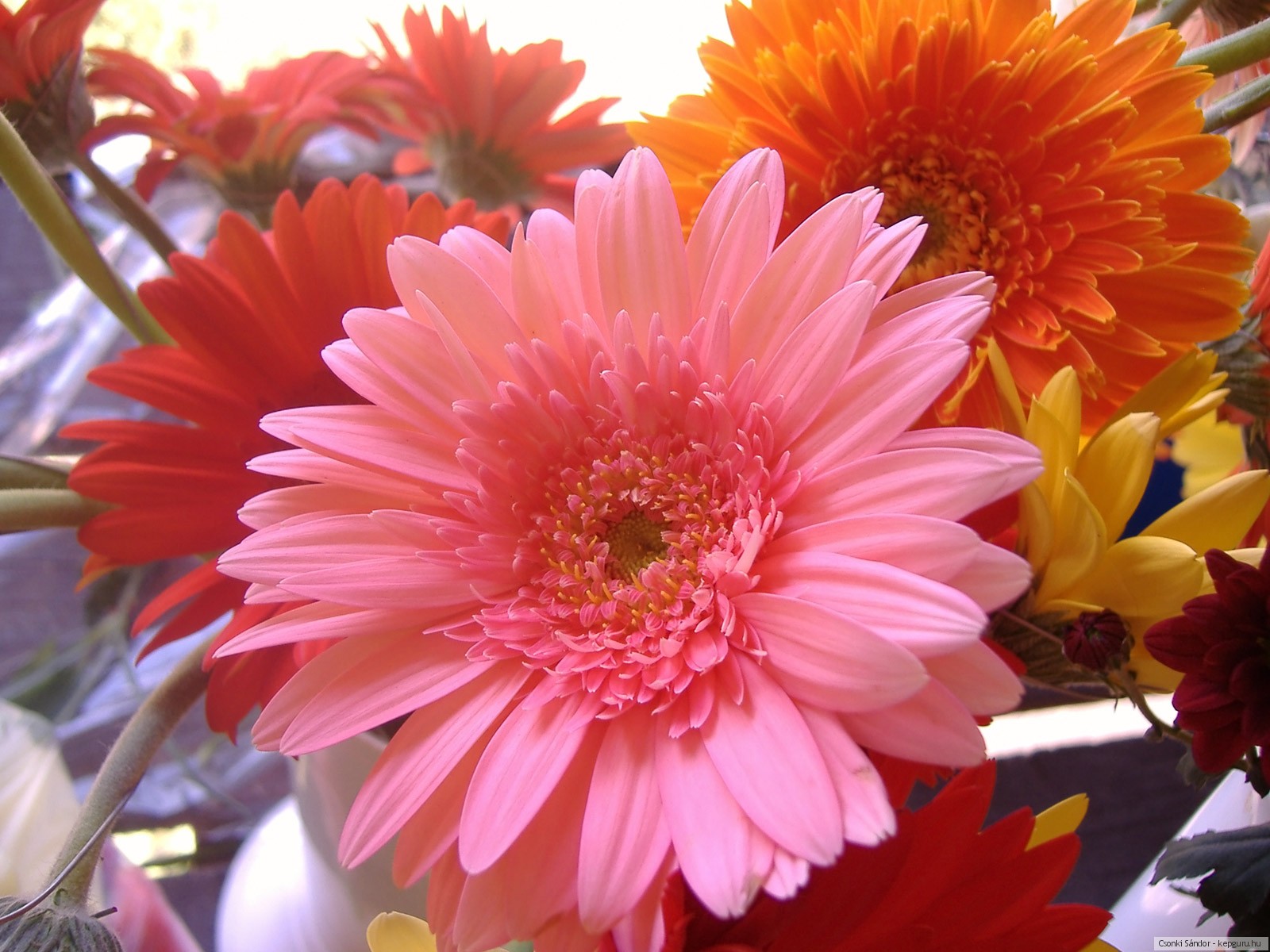 Герберы – символы солнца, радости и тепла