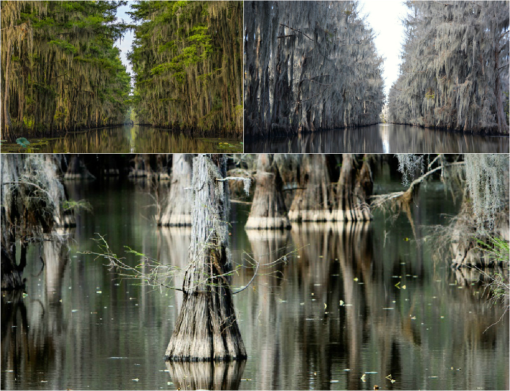 Caddo lake Caddo lake