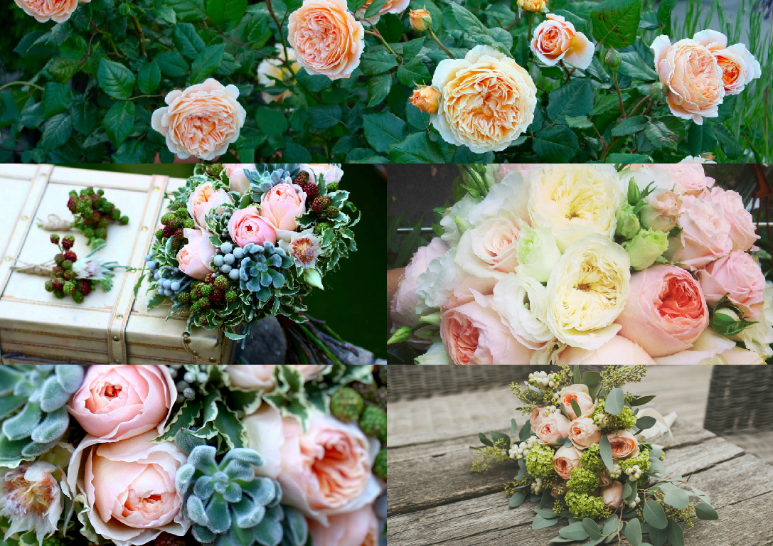 David Austin`s roses David Austin`s roses