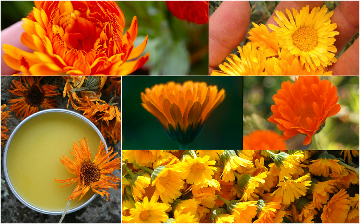 Divination by flowers Divination by flowers