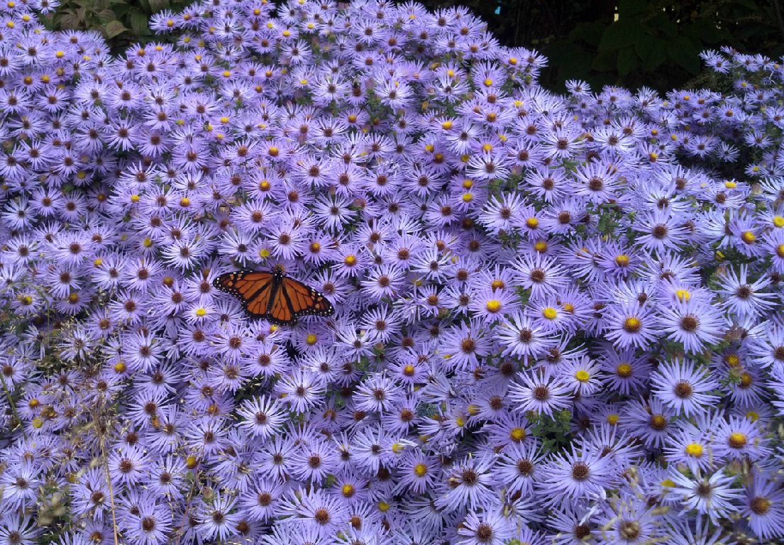 Perennial shrub asters Perennial shrub asters