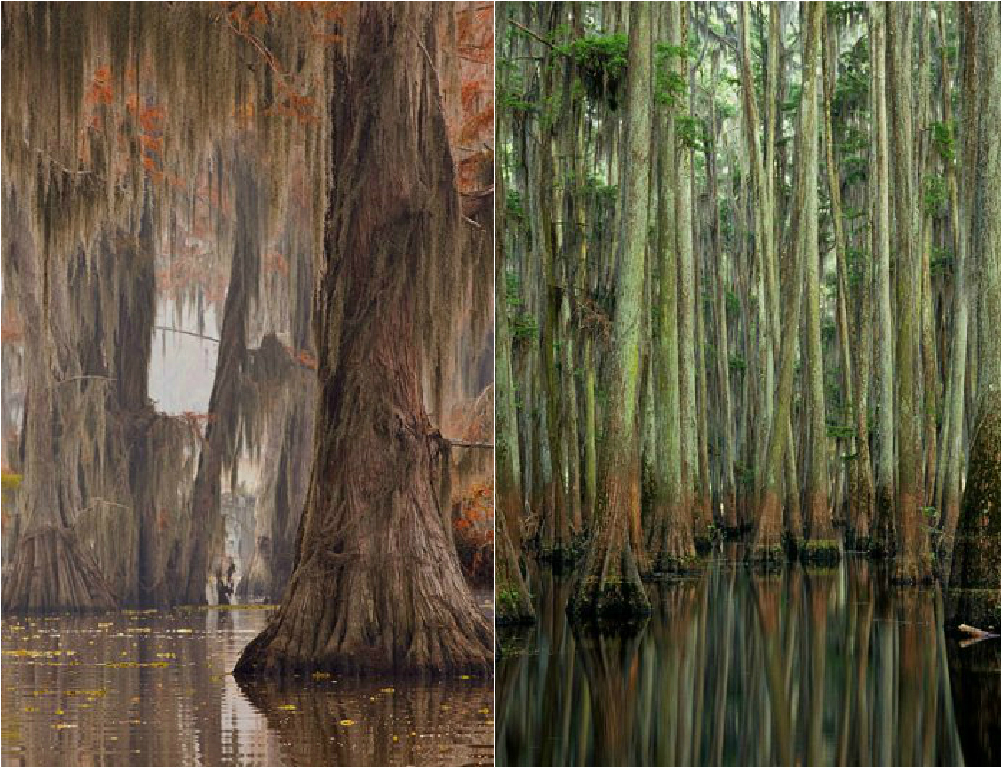 Caddo lake Caddo lake