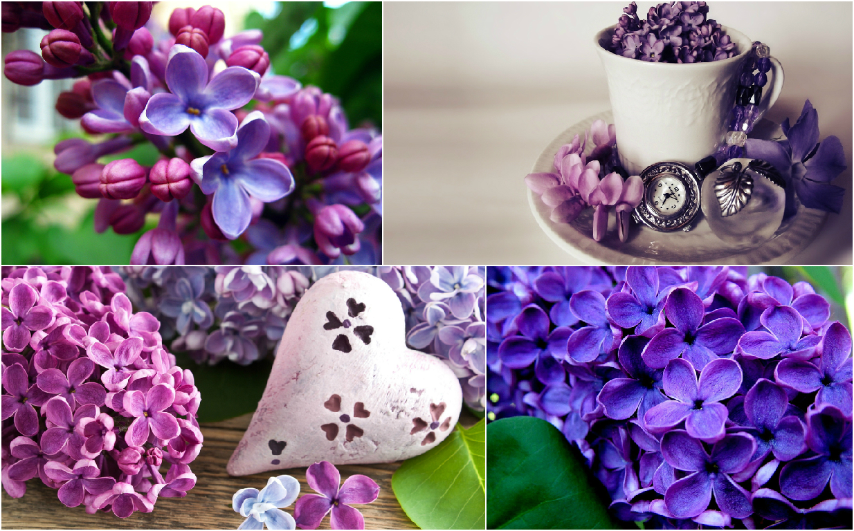 Divination by flowers Divination by flowers