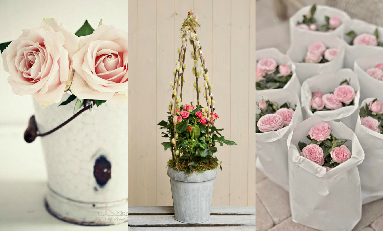 Potted roses Potted roses