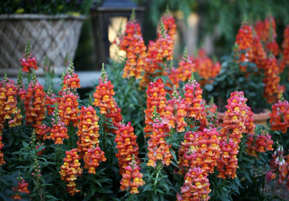 Snapdragon Snapdragon