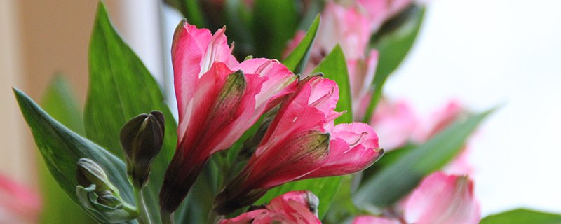 альстромерия розовая