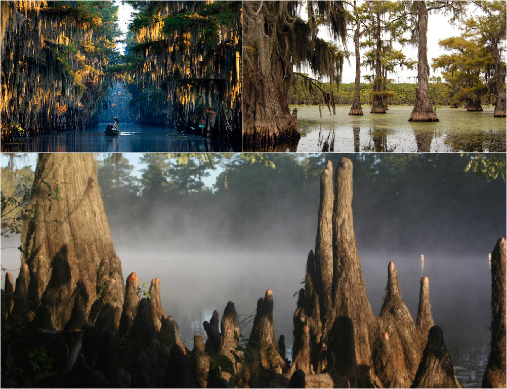 Caddo lake Caddo lake