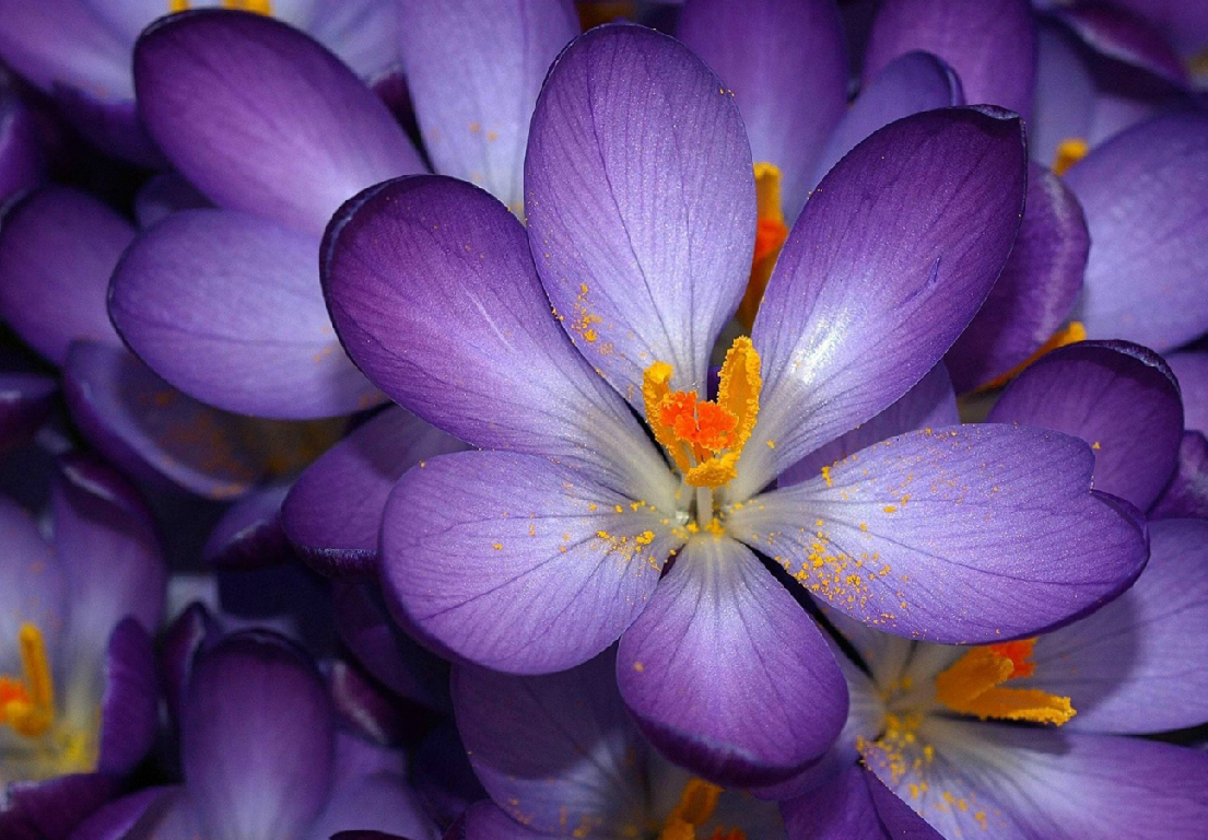 Autumn crocus Autumn crocus