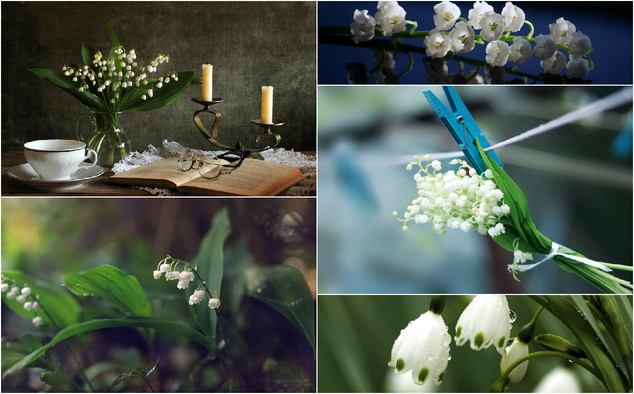 Divination by flowers Divination by flowers
