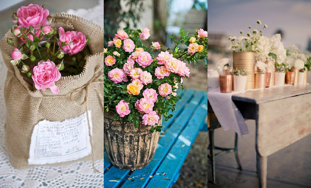 Potted roses Potted roses