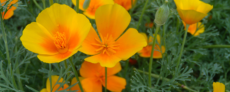 калифорнийский мак эшшольция