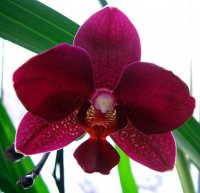 5 интересных фактов о царице цветов – орхидее