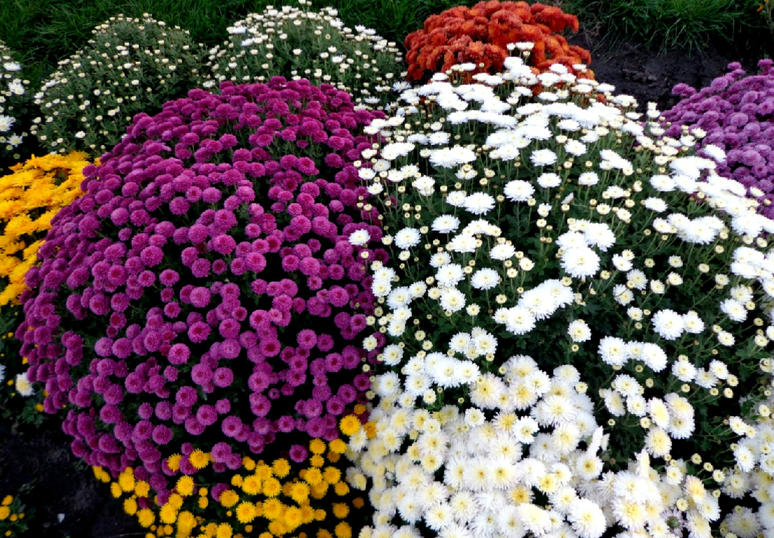 Perennial spray chrysanthemums Perennial spray chrysanthemums
