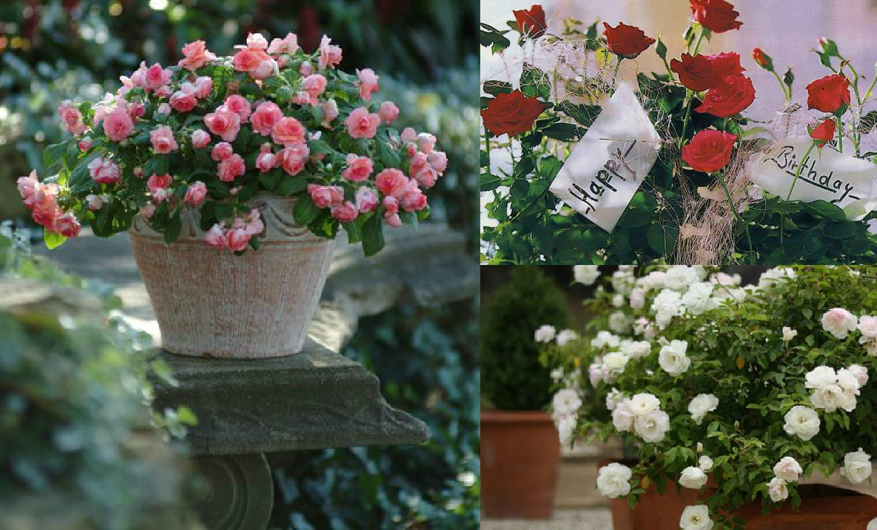 Potted roses Potted roses