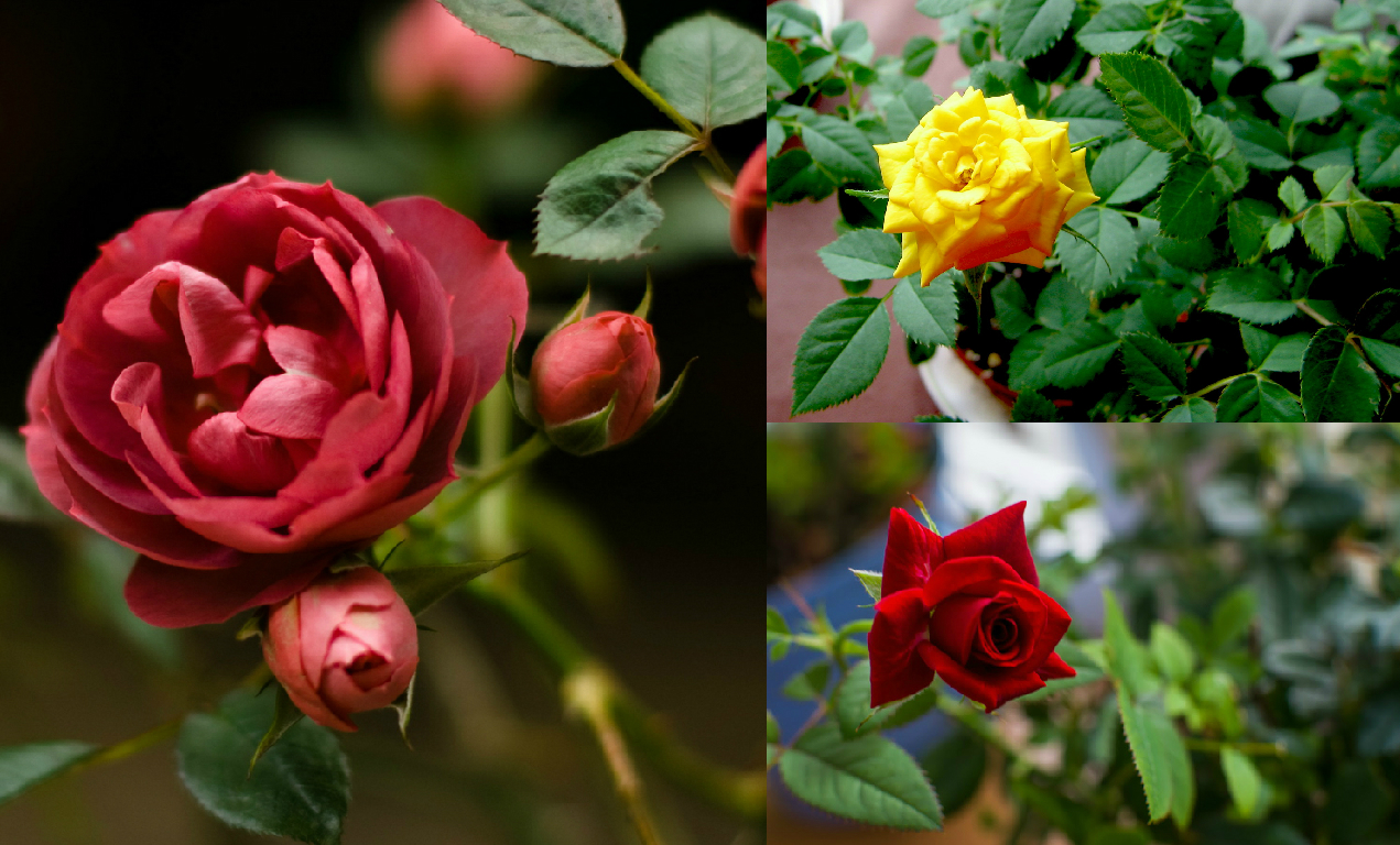 Potted roses Potted roses