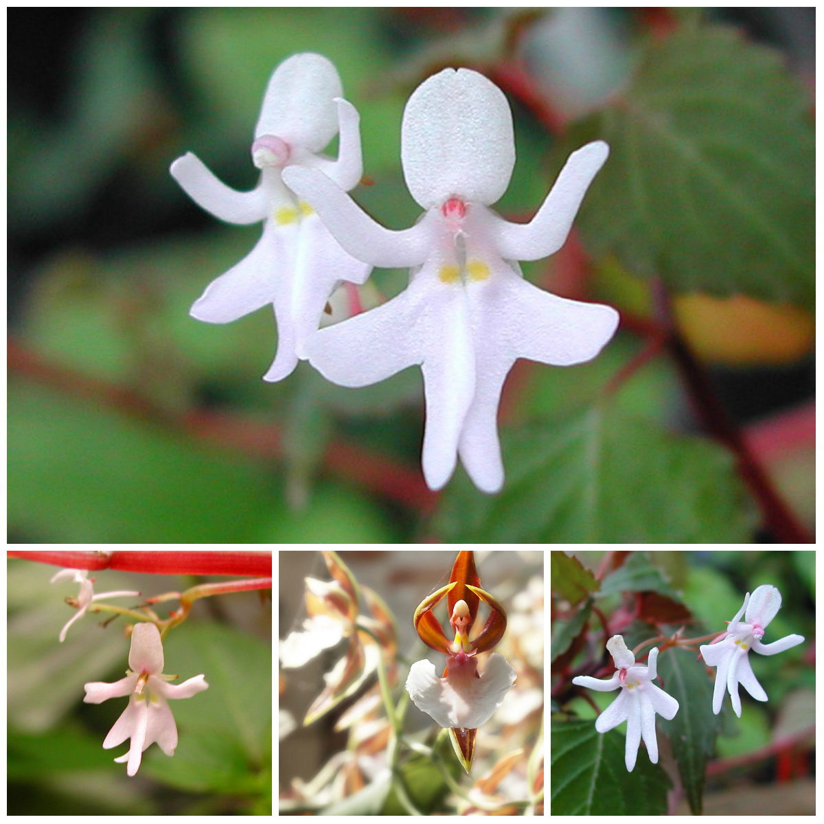 Amazing Creations of Nature