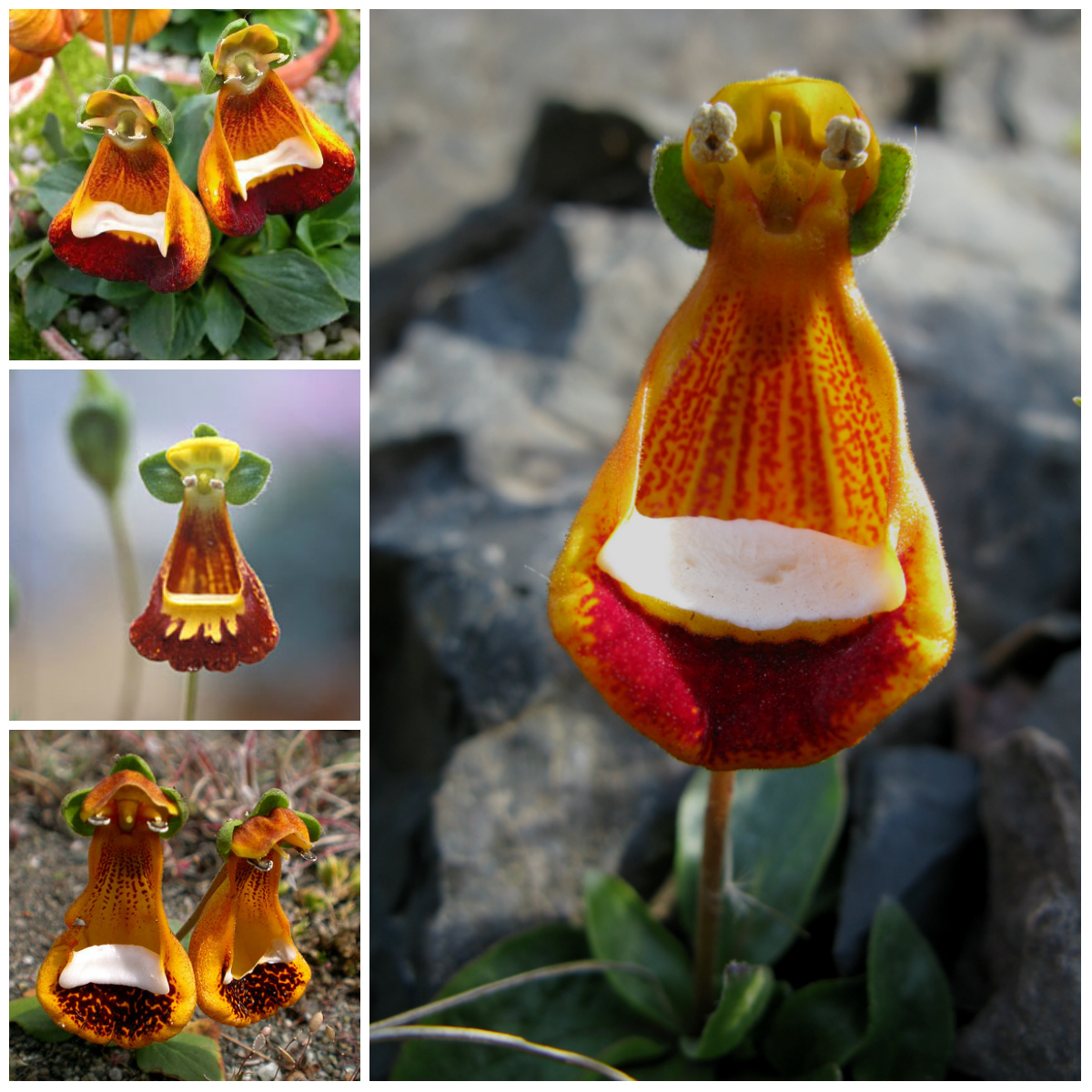 Amazing Creations of Nature