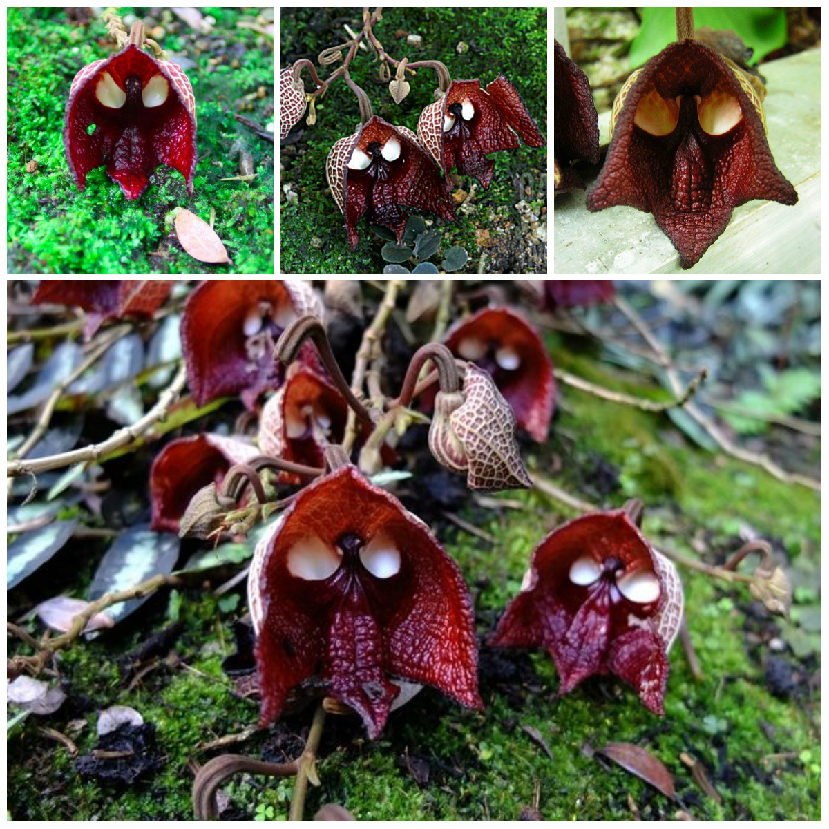 Amazing Creations of Nature