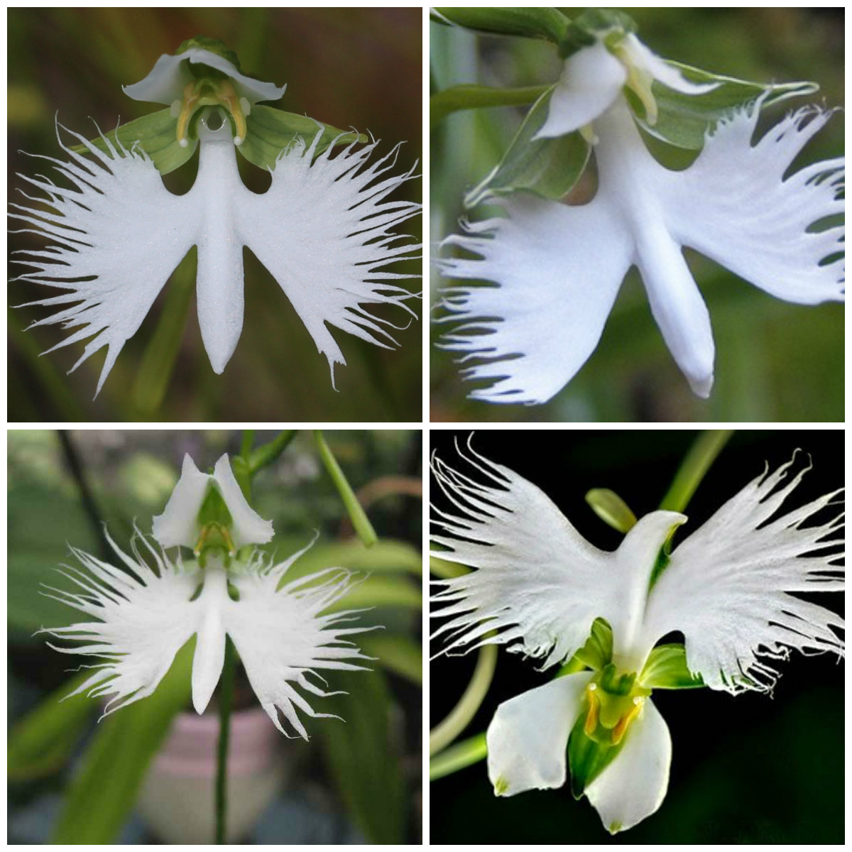 Amazing Creations of Nature
