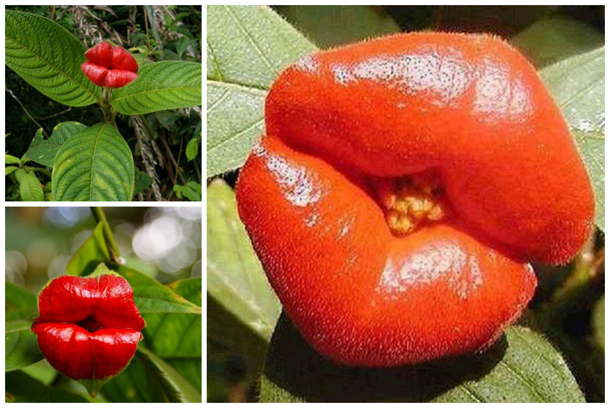 Amazing Creations of Nature