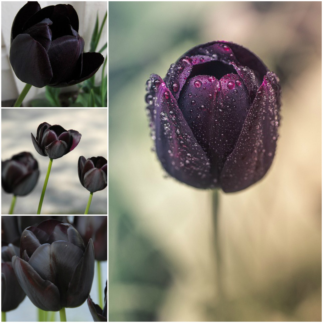 Amazing Flowers That Do Not Exist in Nature