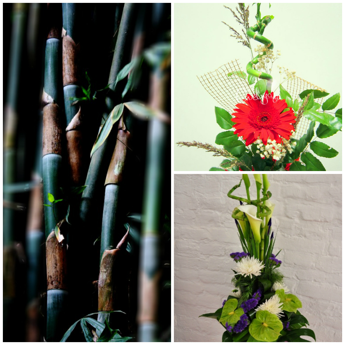 Bamboo in floristry