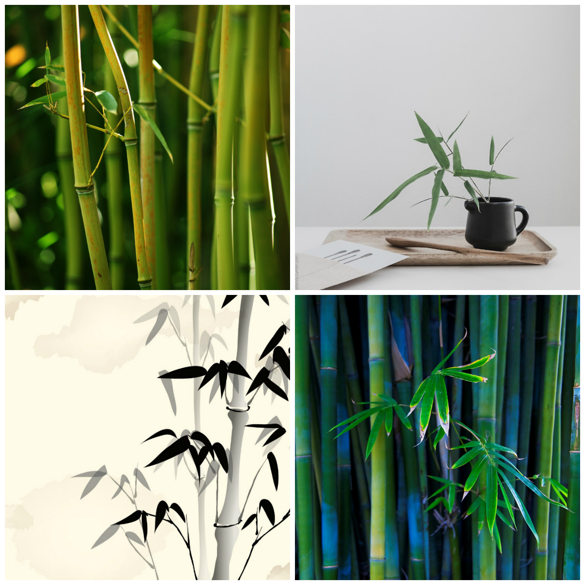 Bamboo in floristry