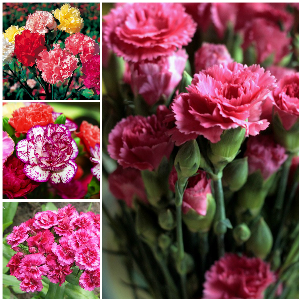 Carnations - Flowers for all Occasions