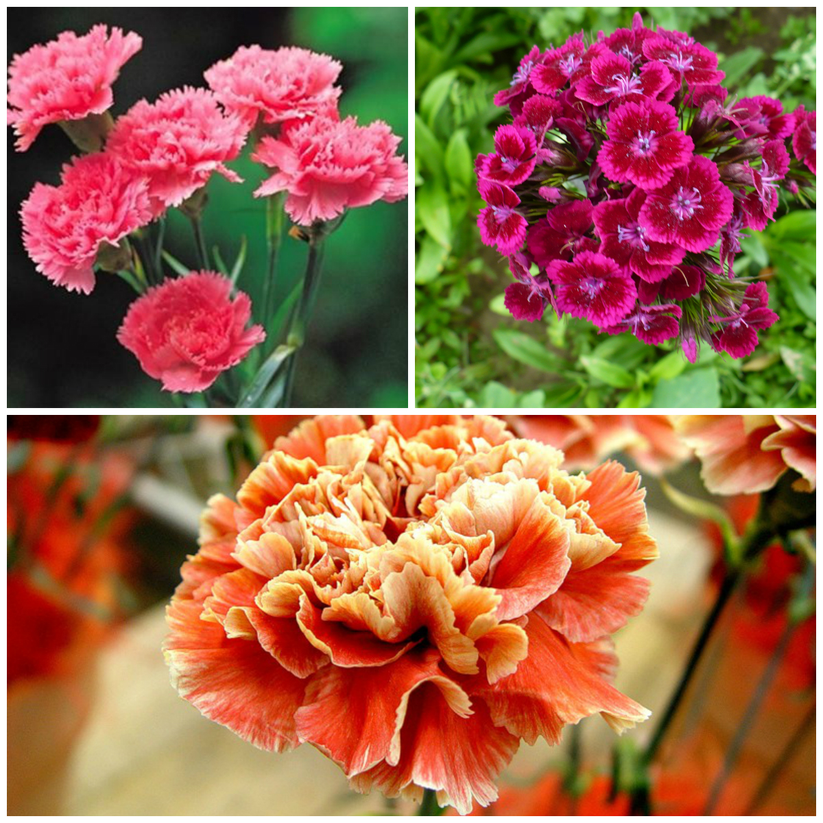 Carnations - Flowers for all Occasions