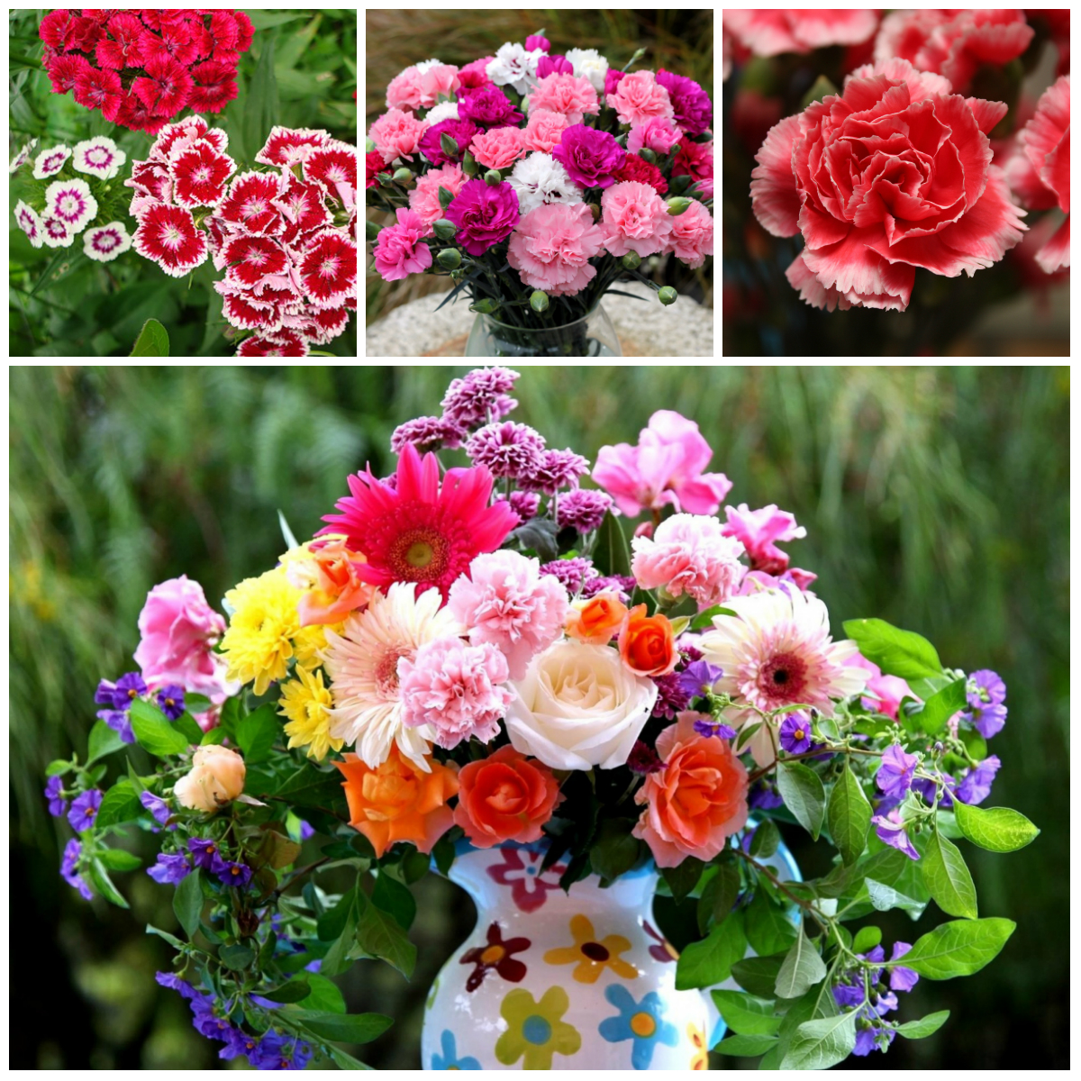 Carnations - Flowers for all Occasions