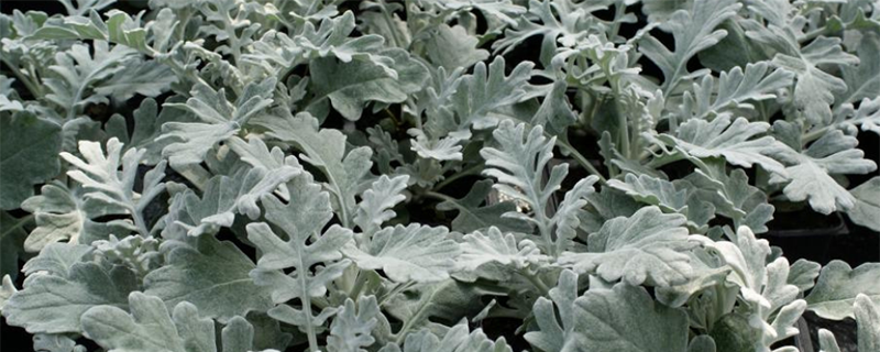 зелень дасти миллер