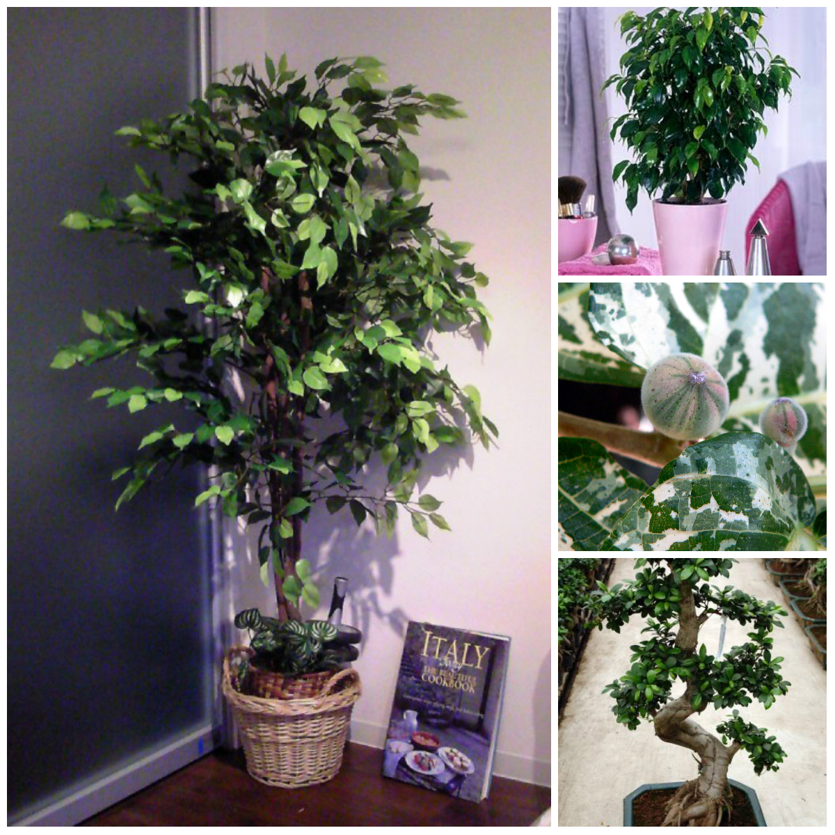 Ficuses: variety and cultivation