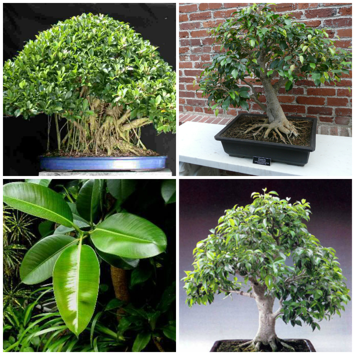 Ficuses: variety and cultivation