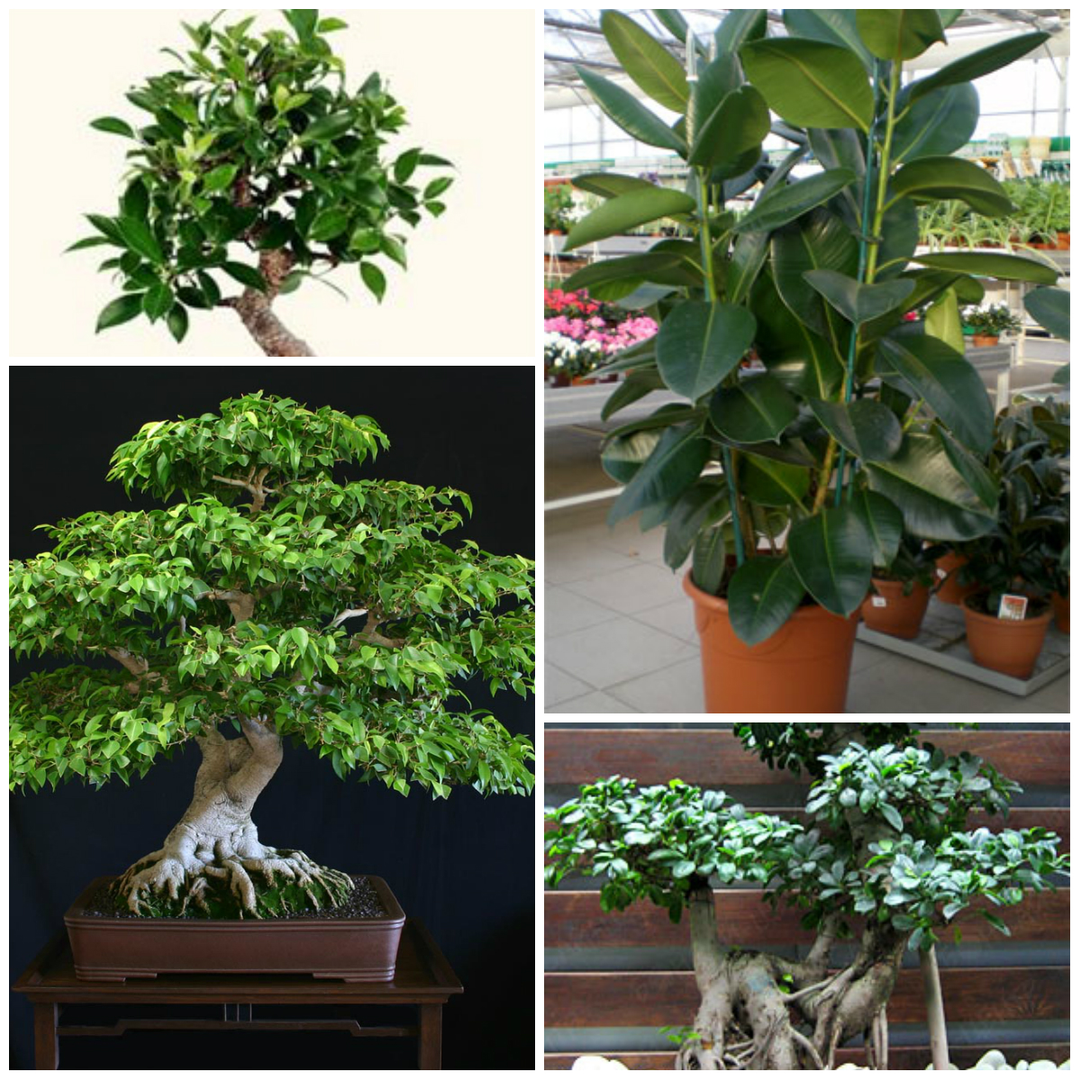 Ficuses: variety and cultivation