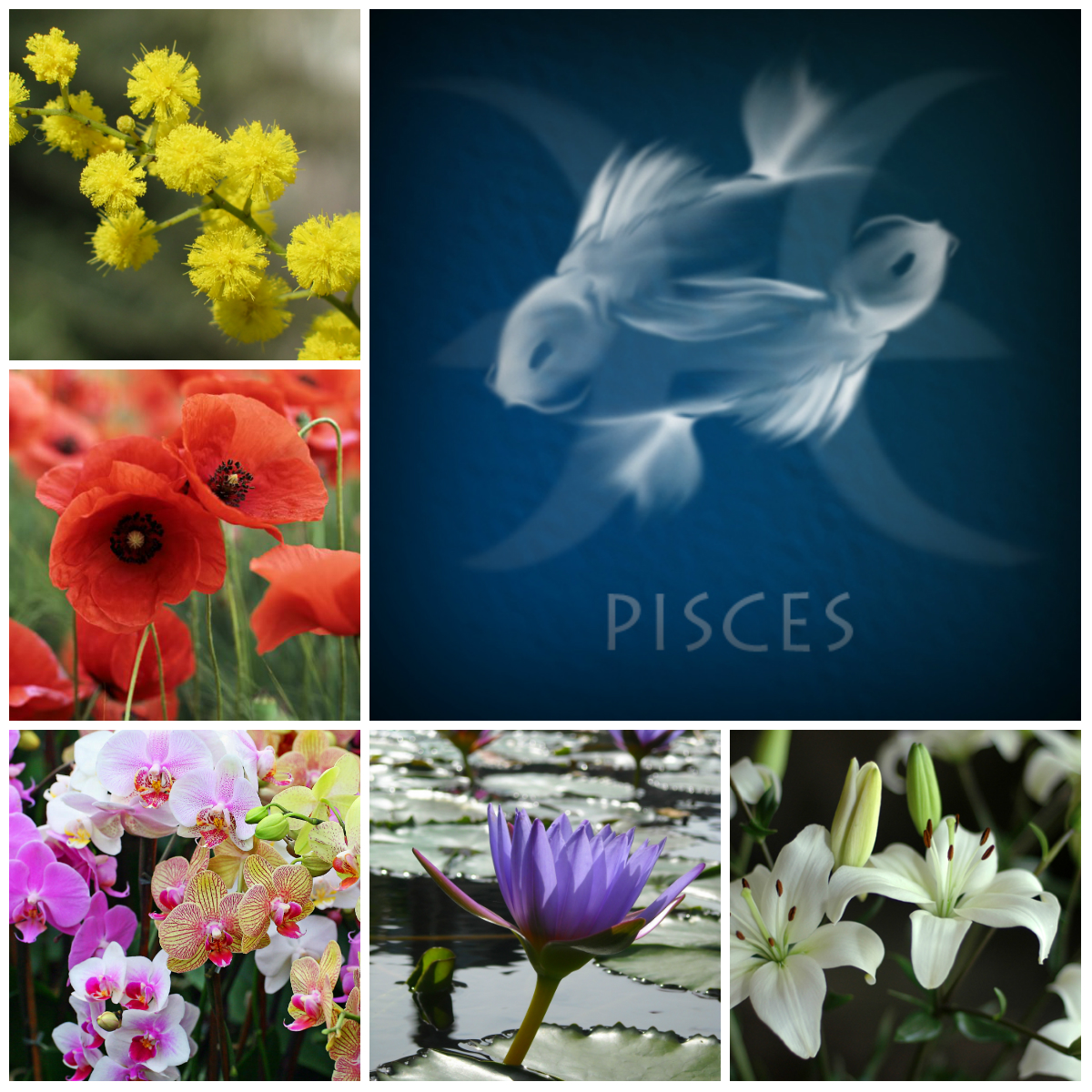 Flowers for Pisces