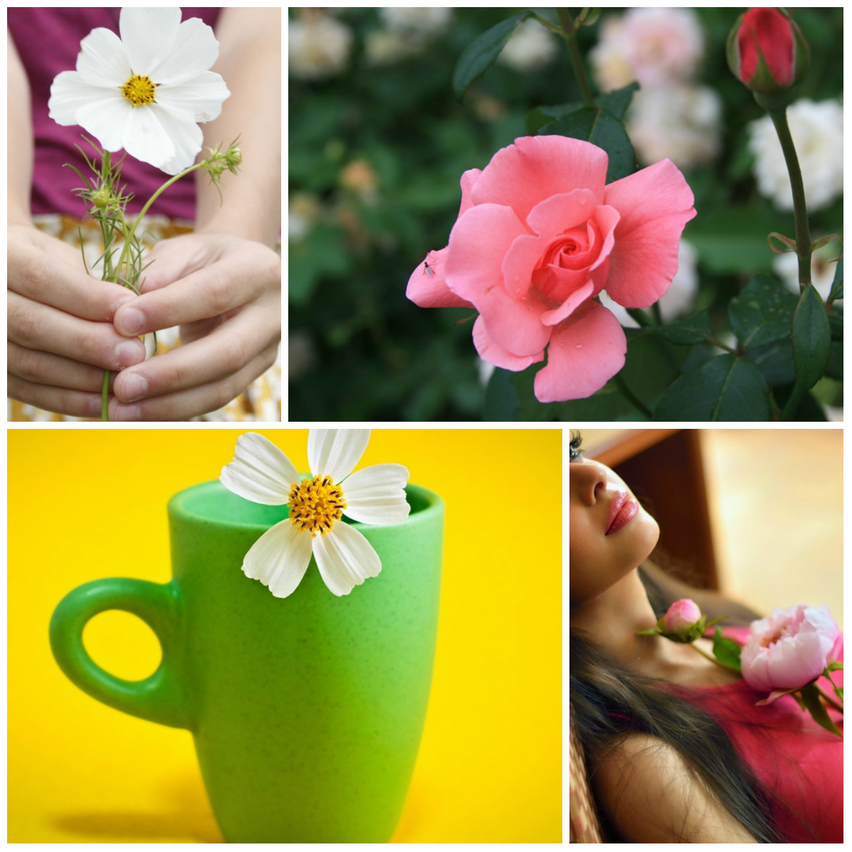 One flower or one million scarlet roses?